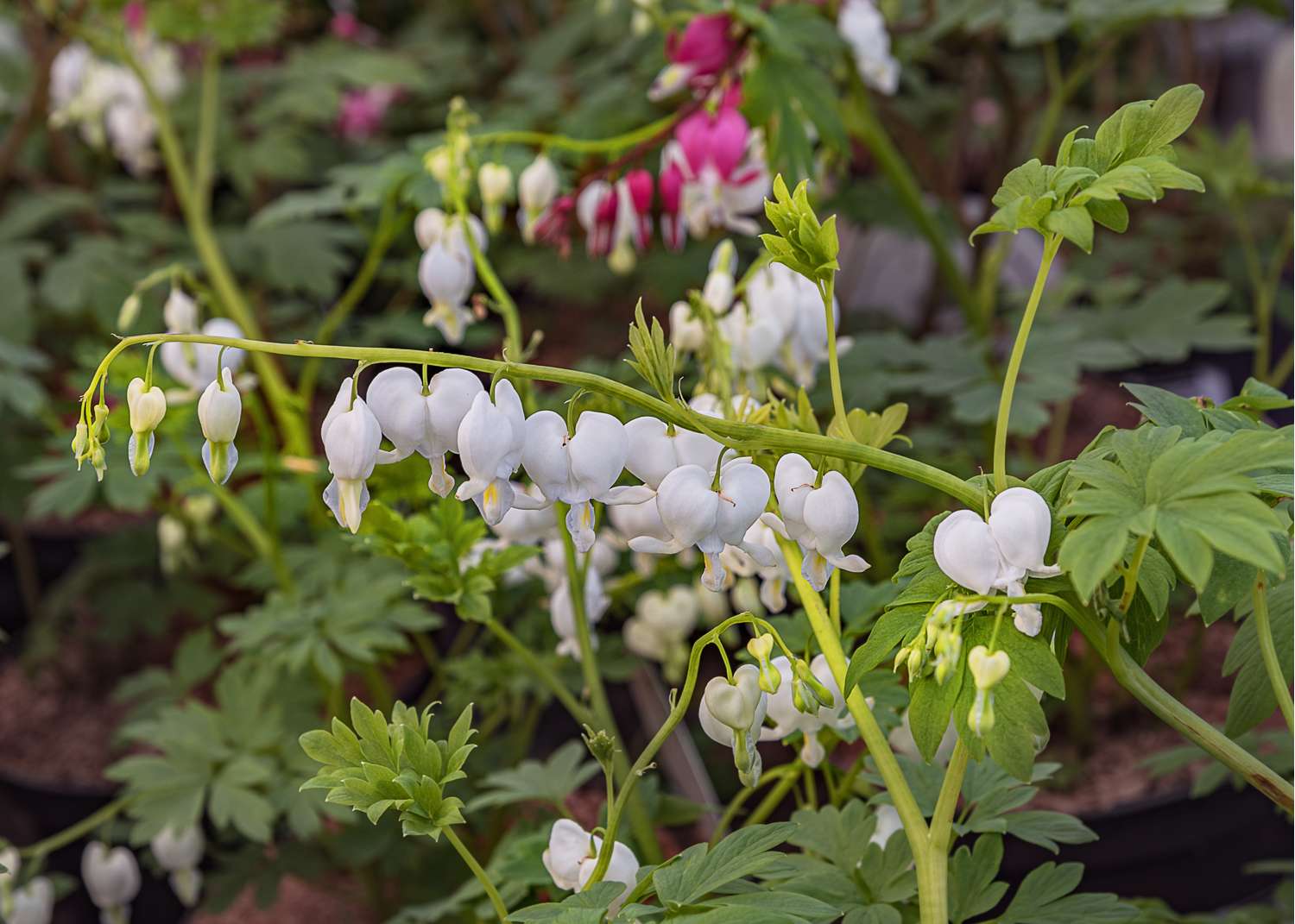 Tränendes Herz 'White'